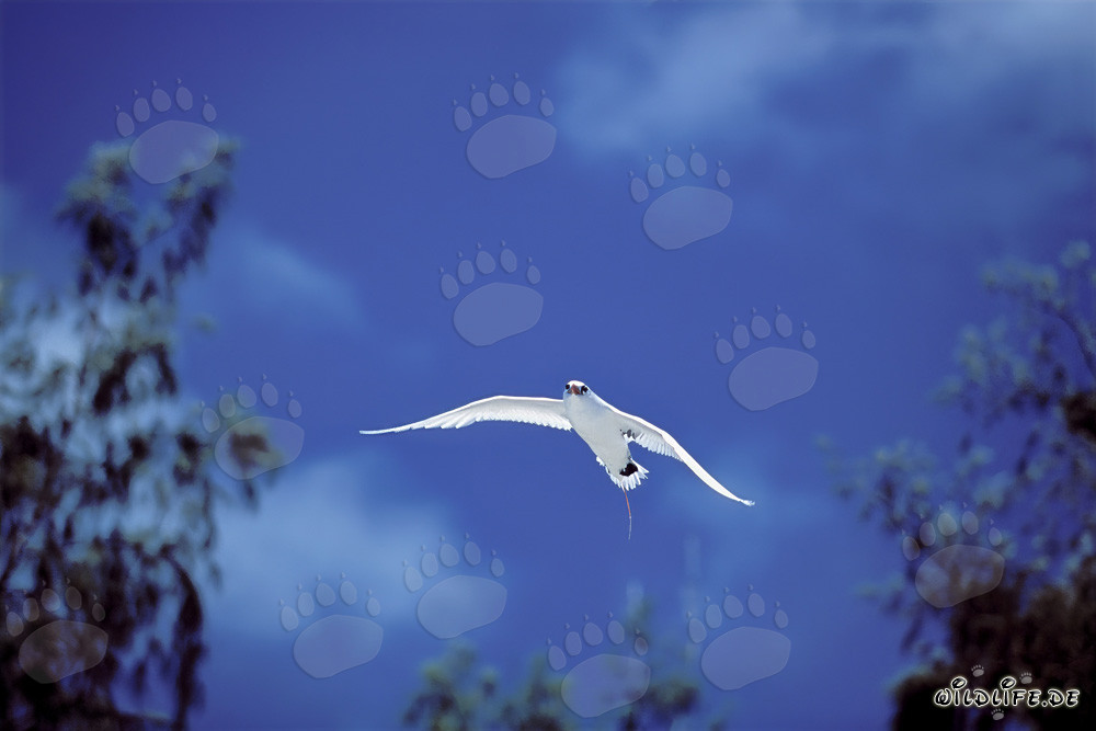Elegante vuelo del Phaethon rubicauda sobre el cielo de Midway