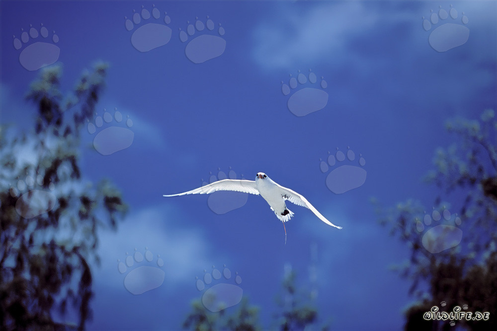 Elegant flight of the Red-tailed tropicbird over Midway sky