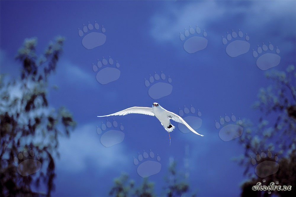 Eleganter Flug des Rotschwanz-Tropikvogels über Midway Himmel