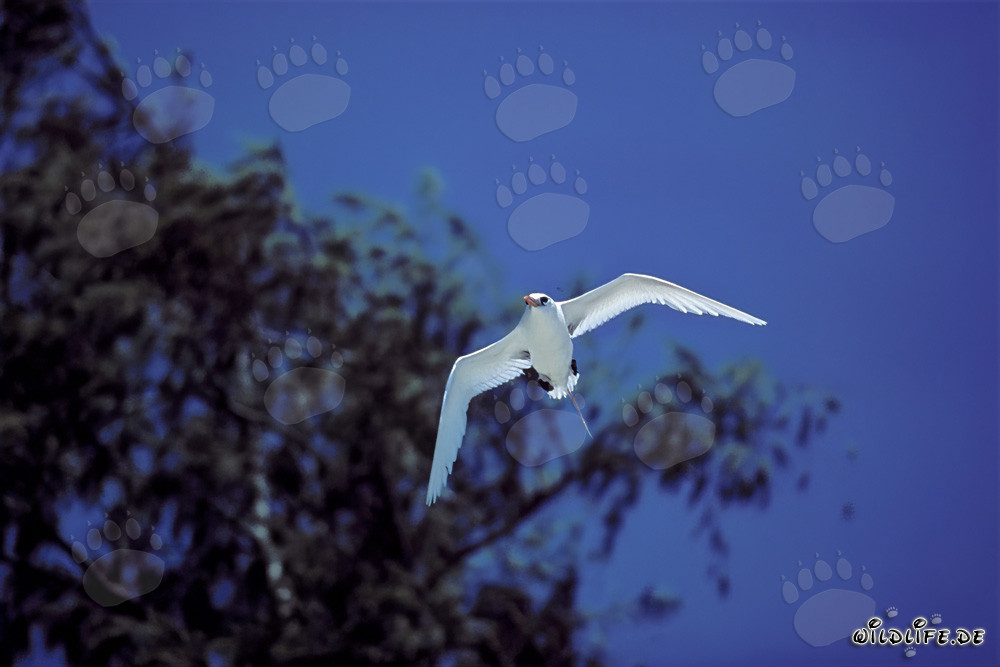 Elegant flight of the Red-tailed tropicbird over Midway Atoll in Hawaii