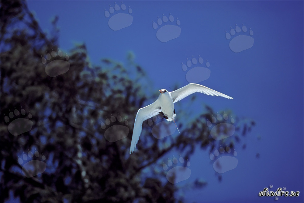 Eleganter Flug des Rotschwanz-Tropikvogels über Midway-Atoll in Hawaii