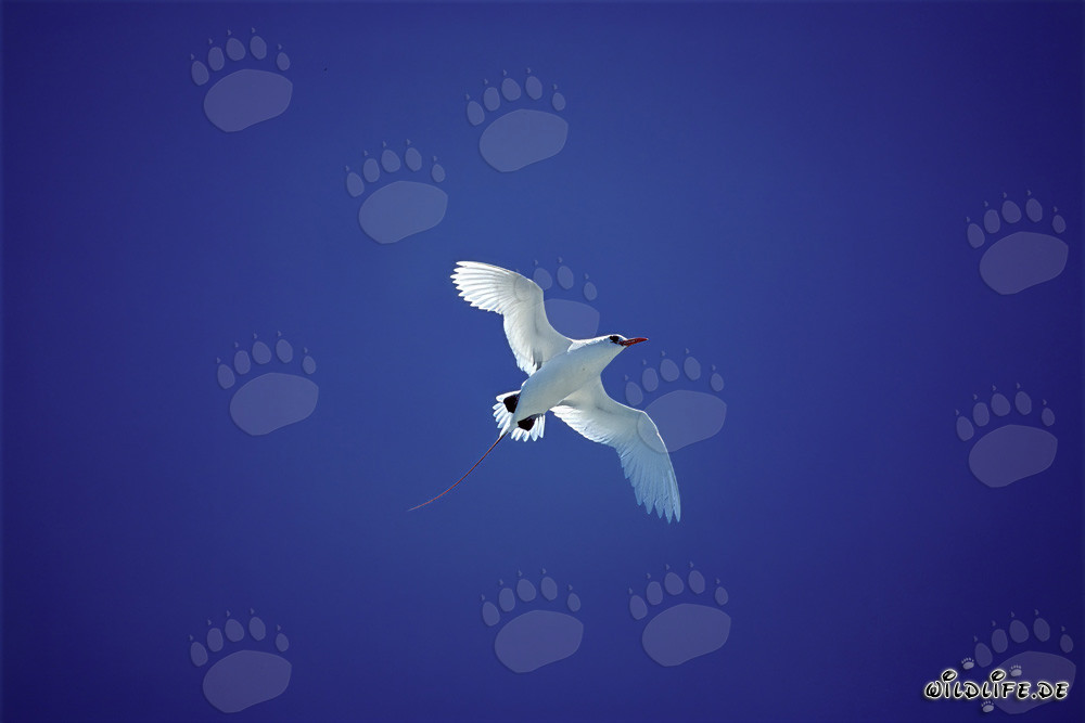Elegante volo del Fregata codarossa sopra Midway Atoll