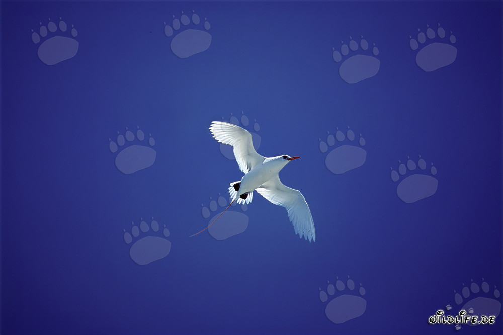 Vol élégant du Phaéton à brins rouges au-dessus de Midway Atoll
