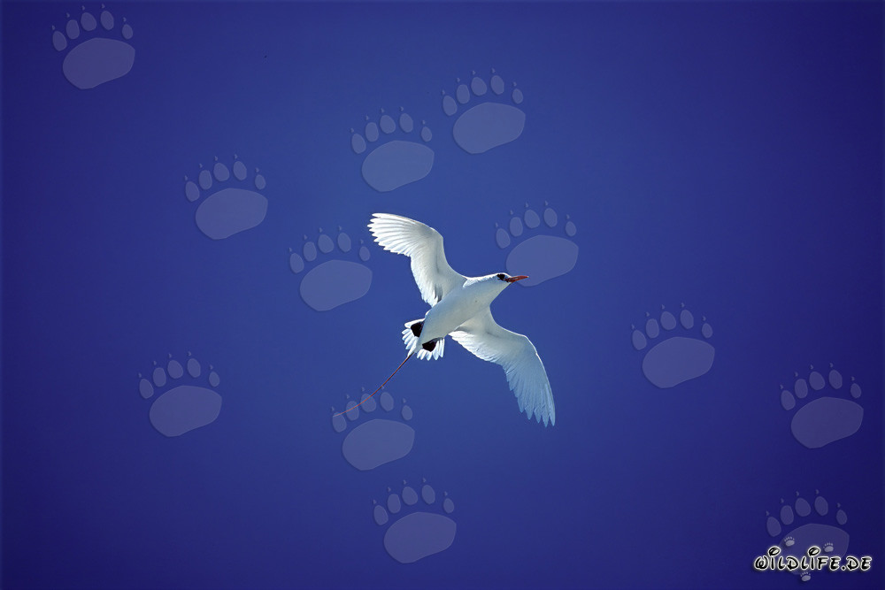Elegante vuelo del rabijunco de cola roja sobre Midway Atoll