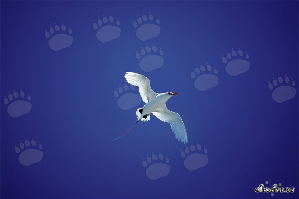 Elegant flight of the Red-tailed Tropicbird over Midway Atoll