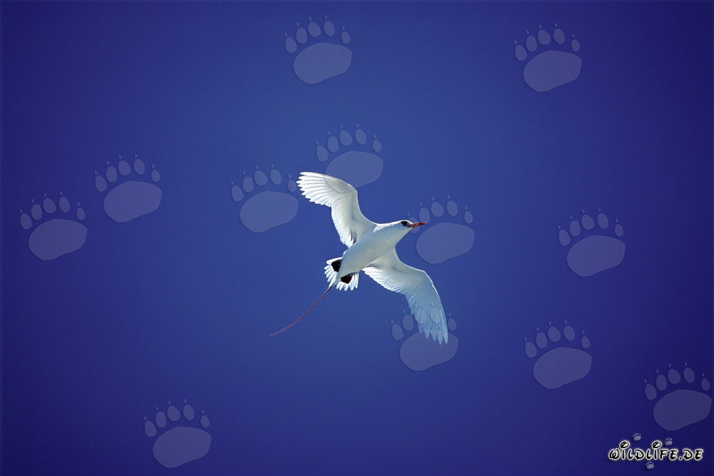 Eleganter Flug des Rotschwanz-Tropikvogels über Midway Atoll