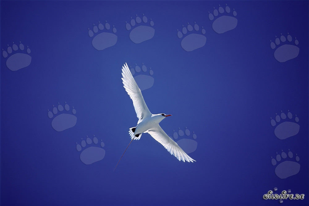 Graceful flying Red-tailed tropicbird on Midway Island