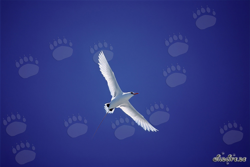 Anmutig fliegender Rotschwanz-Tropikvogel auf Midway Island