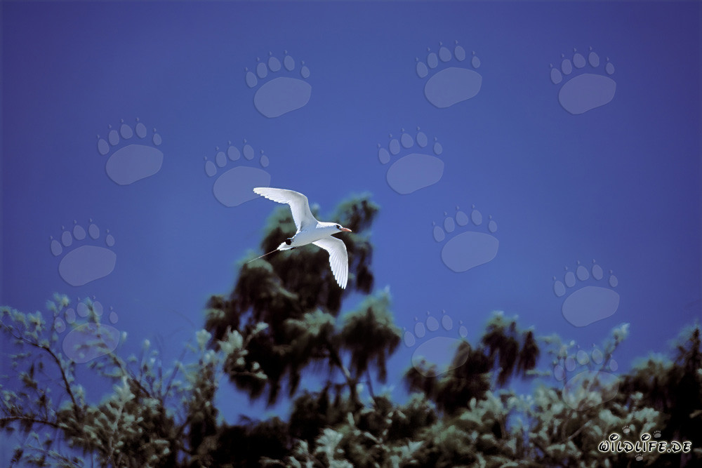 Elegant flight of the Red-tailed tropicbird over Midway