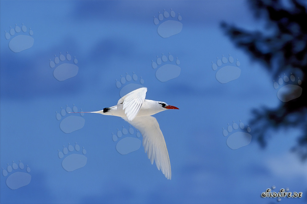 Elegant red-tailed tropicbird returns on land