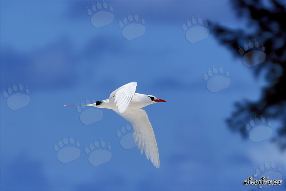 Eleganter Rotschwanz-Tropikvogel kehrt an Land zurück