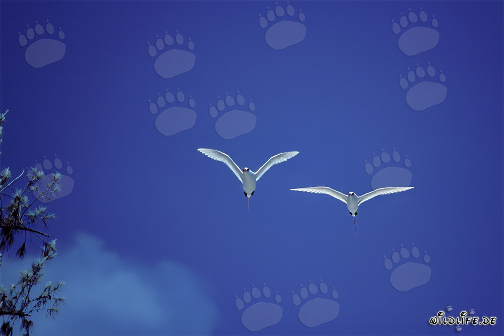 Elegant Flyers: Red-tailed Tropicbirds on Midway
