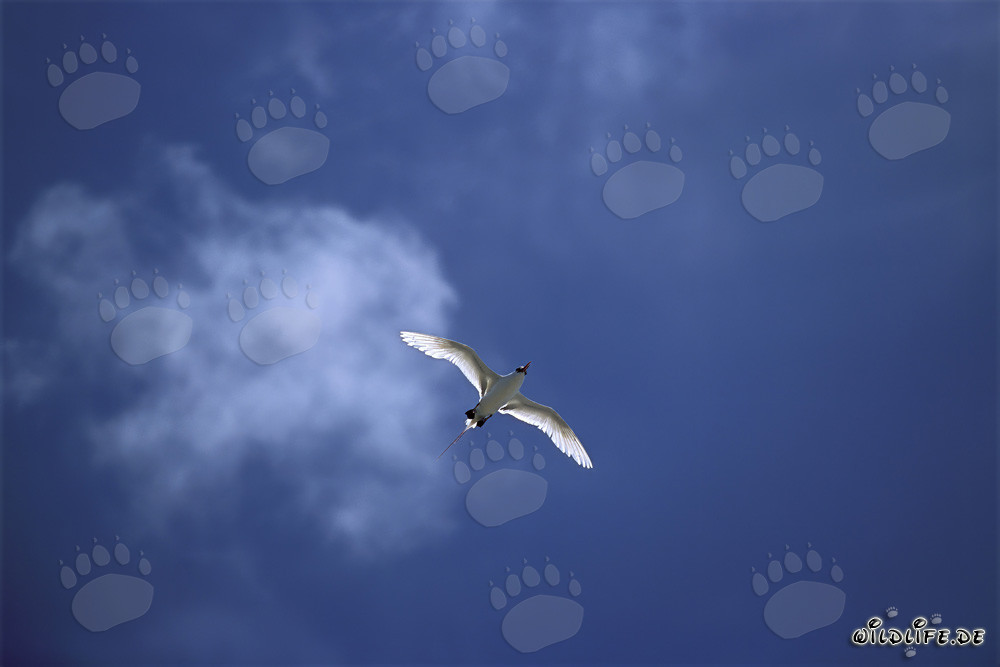 Elegante vuelo del Phaethon rubicauda sobre Midway
