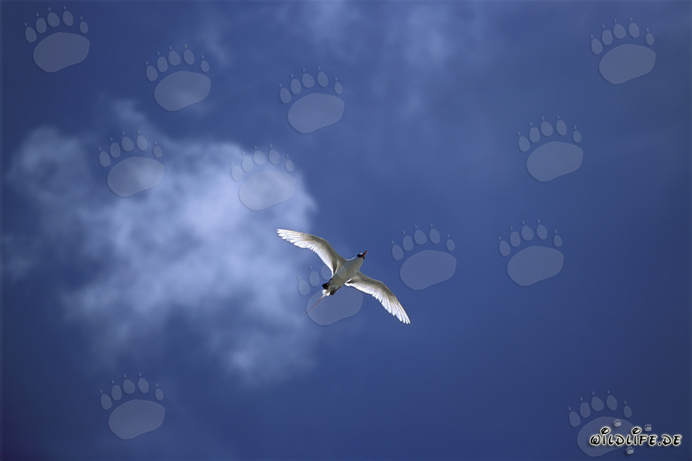 Elegant flight of the Red-tailed tropicbird over Midway
