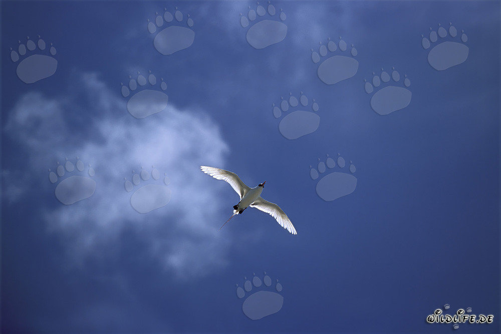 Eleganter Flug des Rotschwanz-Tropikvogels über Midway