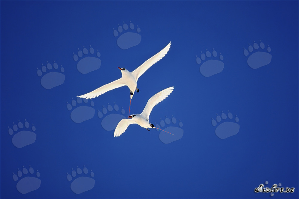 Elegant Red-tailed Tropicbirds soaring through the skies of Midway