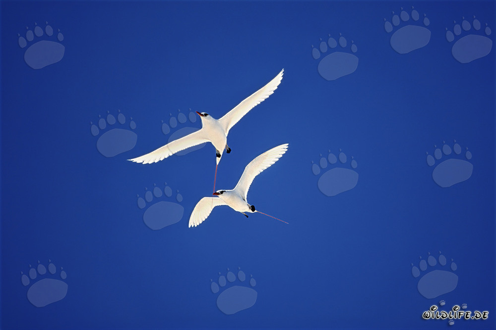 Elegante Rotschwanz-Tropikvögel gleiten durch den Himmel über Midway