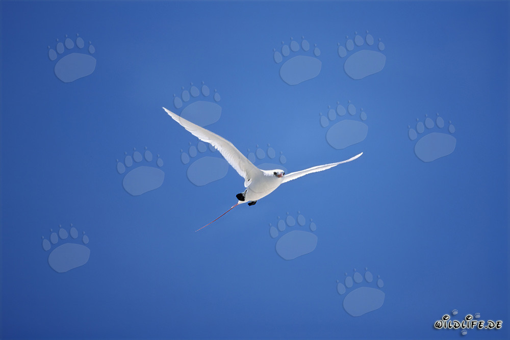 Élégant vol du phaéton à queue rousse dans le ciel de Midway