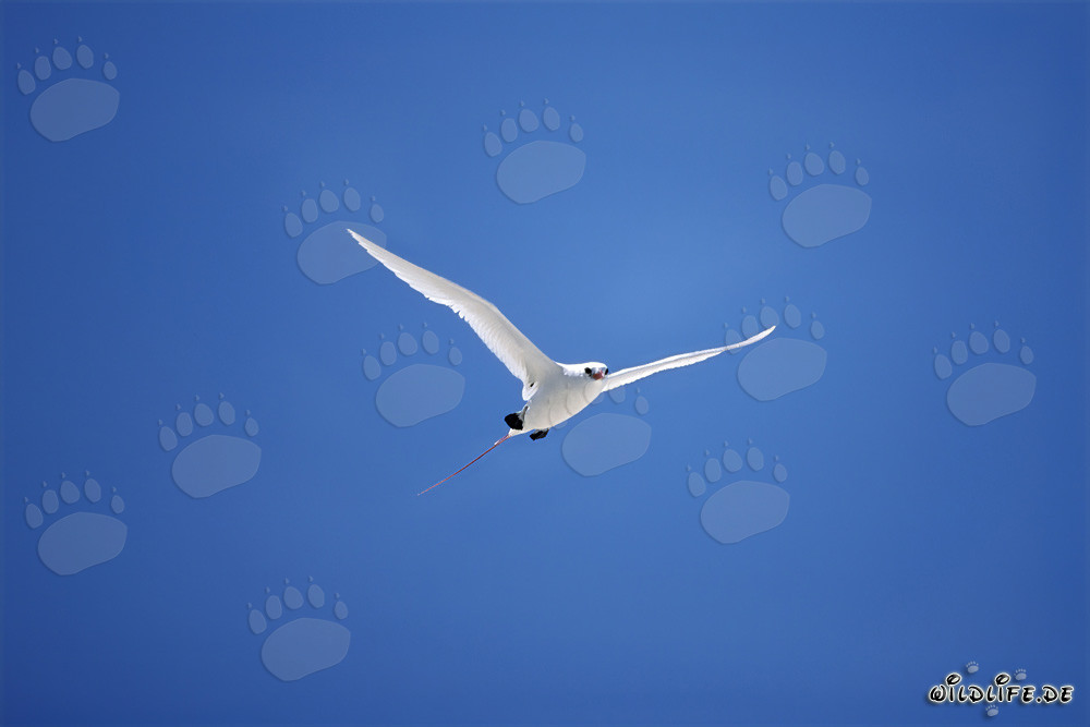 Elegante volo del rabettino codarossa nel cielo di Midway