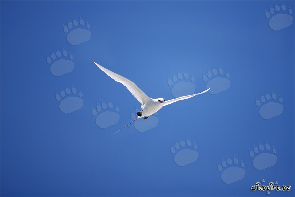 Elegante vuelo del rabijunco colirrojo en el cielo de Midway