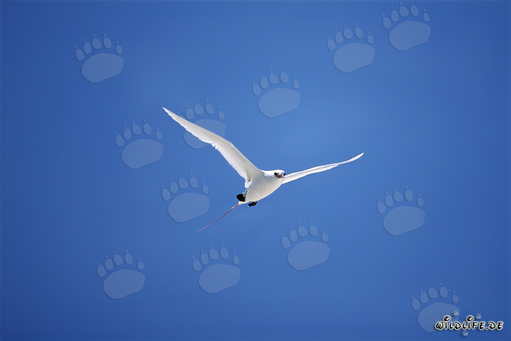 Elegant flight of the Red-tailed tropicbird in Midway sky