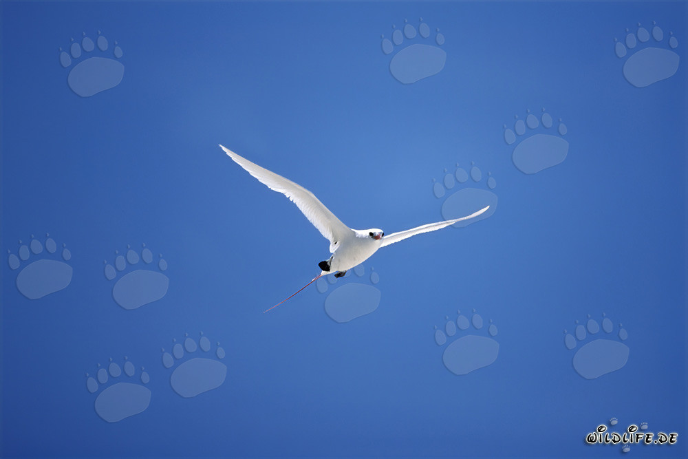 Eleganter Flug des Rotschwanz-Tropikvogels auf Midway Himmel