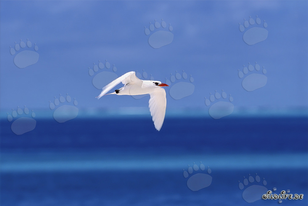 Élégant oiseau tropical à queue rouge au-dessus des eaux bleues profondes du Pacifique