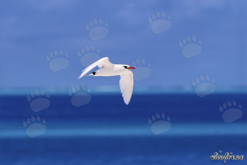 Elegante pájaro tropical de cola roja sobre las aguas azules profundas del Pacífico