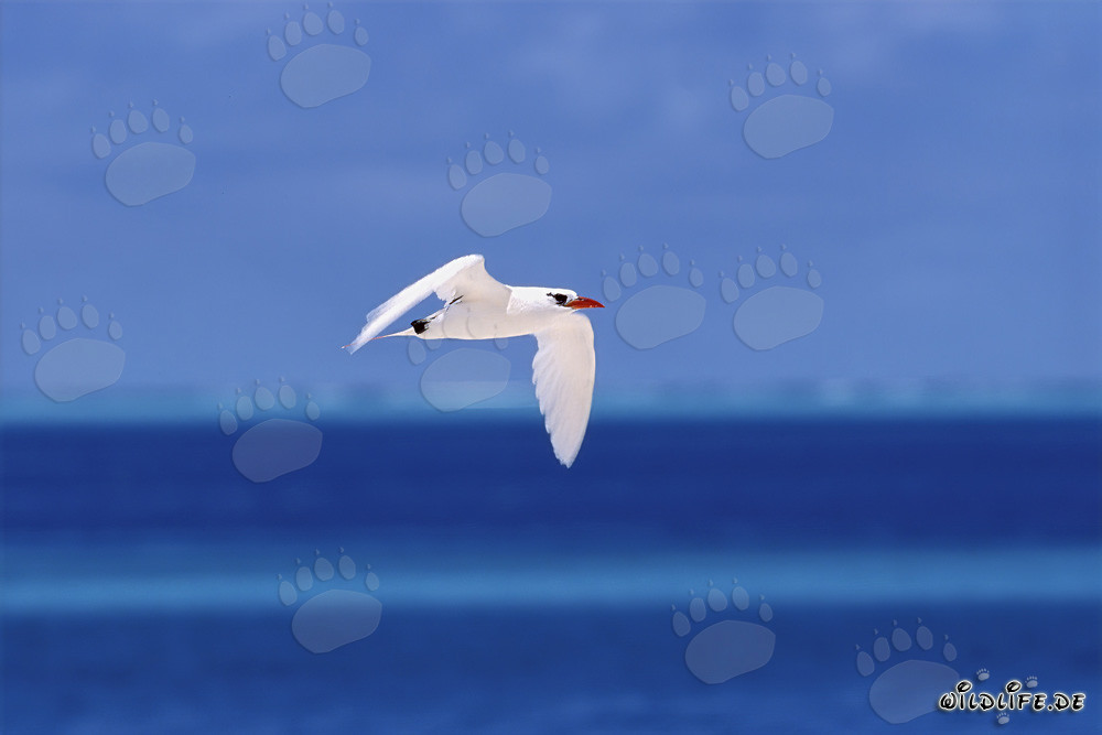 Elegant red-tailed tropicbird over the deep blue waters of the Pacific