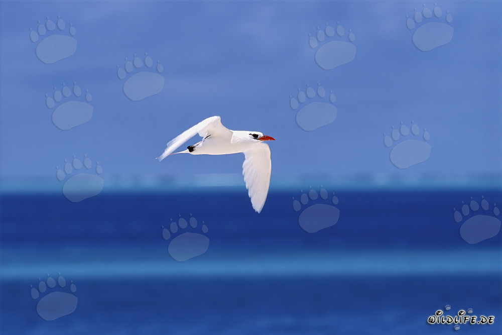 Eleganter Rotschwanz-Tropikvogel über den tiefblauen Gewässern des Pazifiks