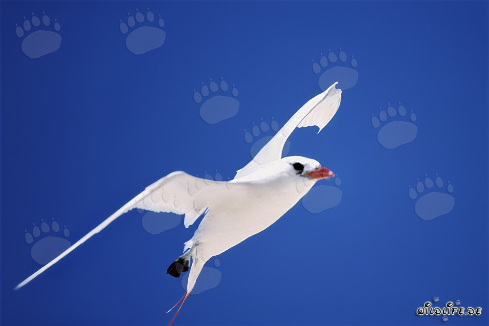 Fou à queue rouge dans le ciel bleu éclatant de Midway