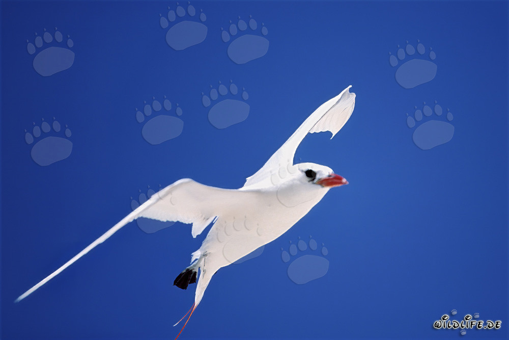 Red-tailed tropicbird in the bright blue sky of Midway