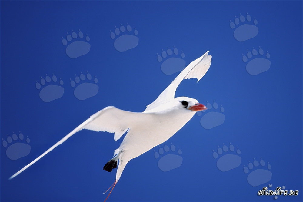 Rotschwanz-Tropikvogel am strahlend blauen Himmel von Midway