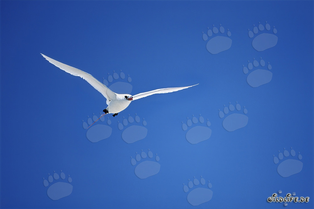 Elegante vuelo del ave fregata de cola roja sobre la isla de Midway