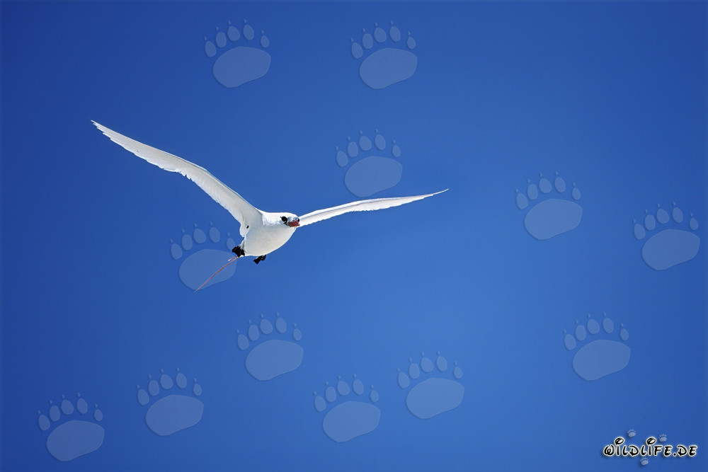 Elegante volo del beccorosso tropicbird sopra l'isola di Midway