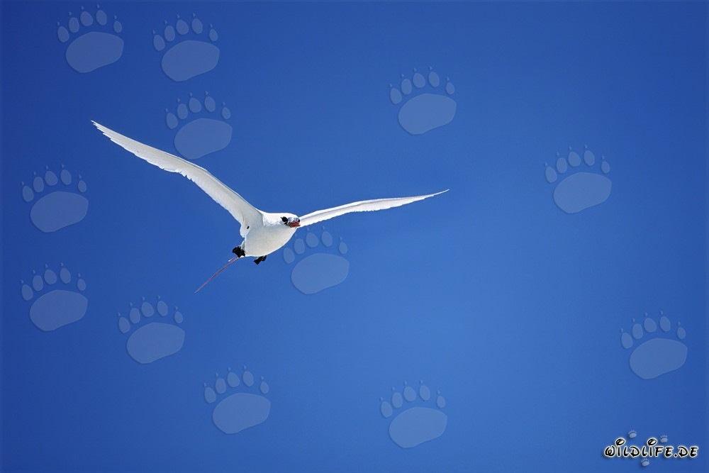 Eleganter Flug des Rotschwanz-Tropikvogels über Midway Island