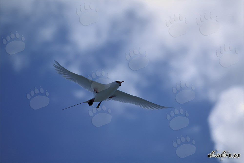 Elegante volo del falco di mare codarossa sopra il cielo di Midway