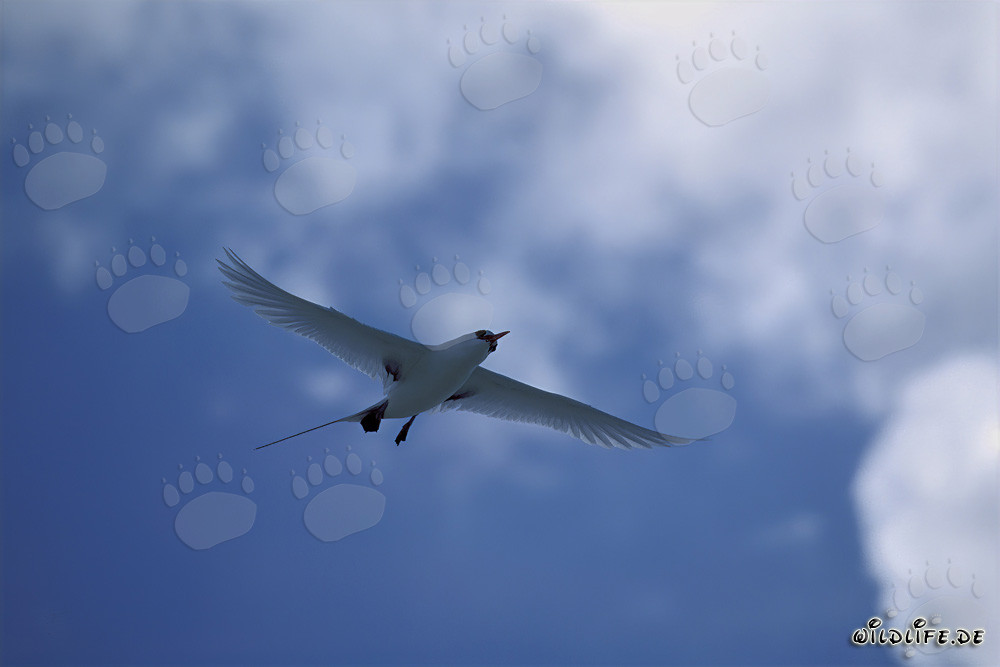 Elegante vuelo del rabijunco colirrojo sobre el cielo de Midway