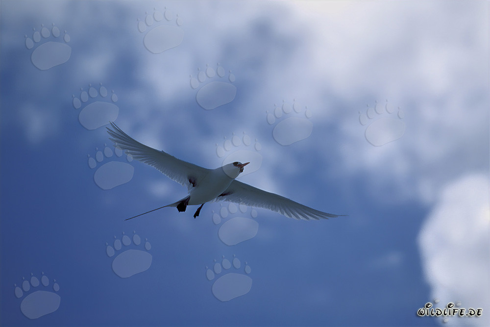 Eleganter Flug des Rotschwanz-Tropikvogels über Midway Himmel