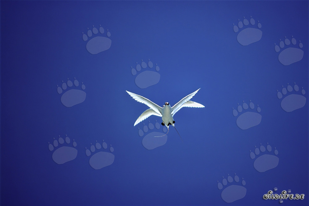 Elegant Aerial Performers: Red-tailed Tropicbirds on Midway