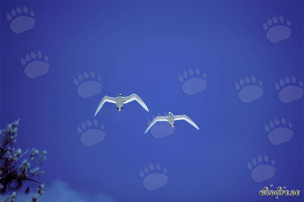Elegant Aerial Performers: Red-tailed Tropicbird