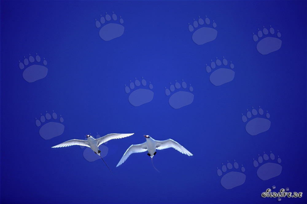 Elegant Aerial Performers: Red-tailed Tropicbirds on Midway