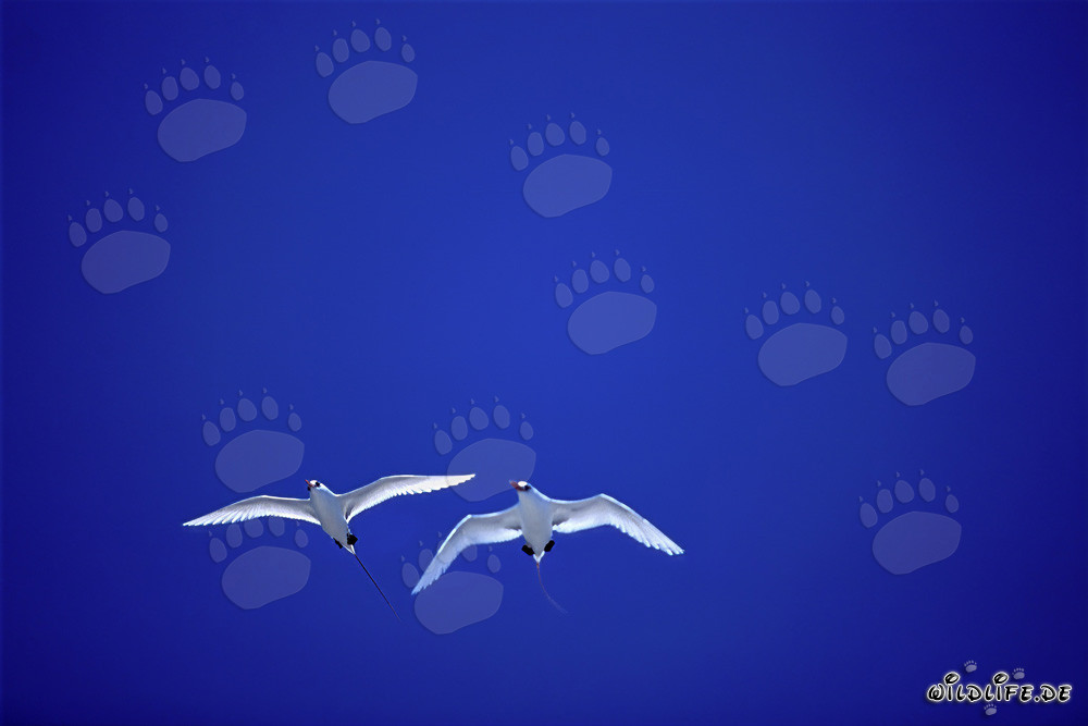 Eleganti acrobati aerei: i tropicbird codarossa a Midway