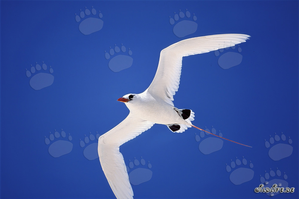 Élégant oiseau tropical à queue rouge à Midway - majestueux oiseaux de mer
