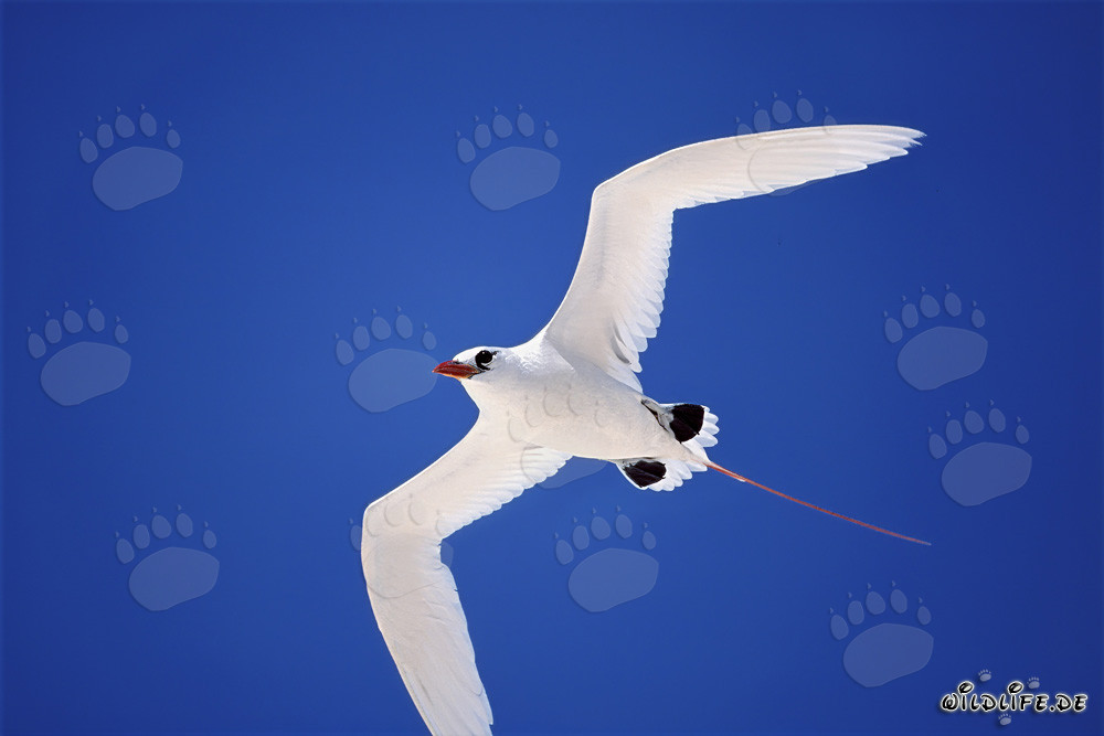 Elegant Red-tailed Tropicbird on Midway - majestic seabirds