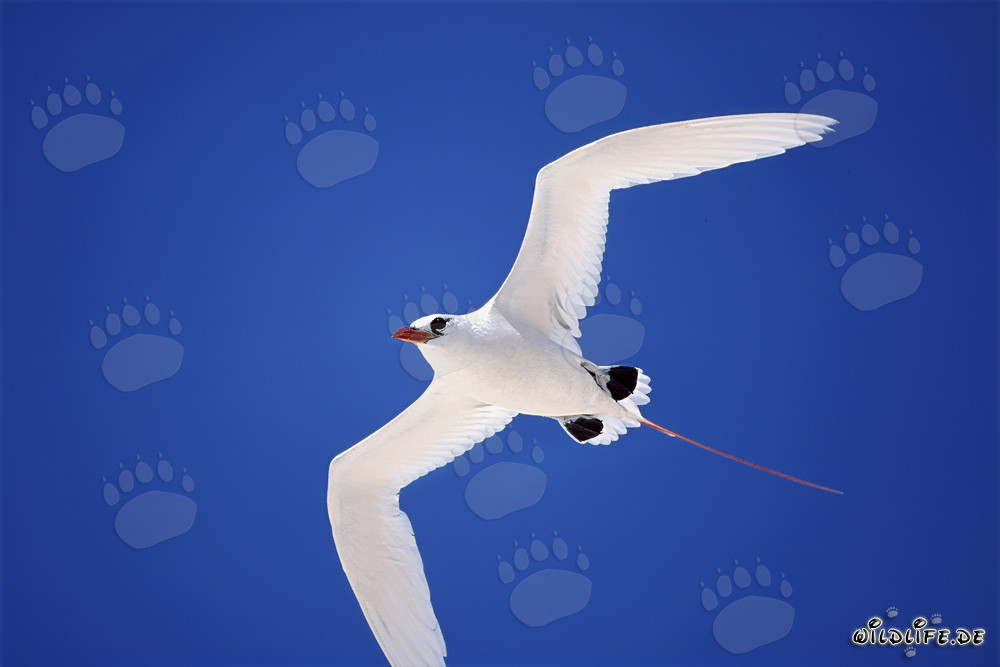 Eleganter Rotschwanz-Tropikvogel auf Midway - majestätische Seevögel