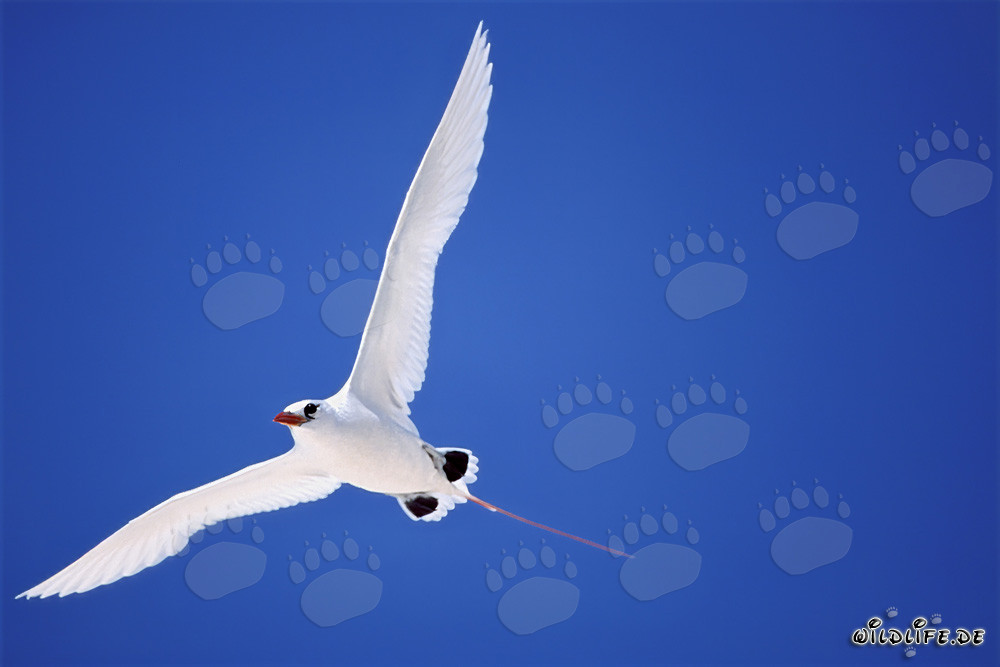 Elegante volo del Fregata codarossa a Midway