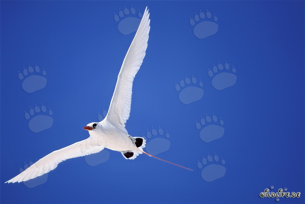 Elegant flight of the Red-tailed Tropicbird on Midway