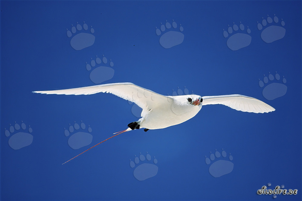 Elegant red-tailed tropicbird gliding majestically over Midway