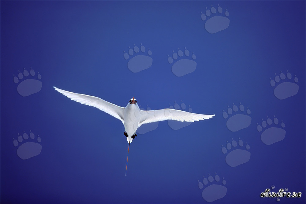 Élégant oiseau tropical à queue rouge survolant la mer azur